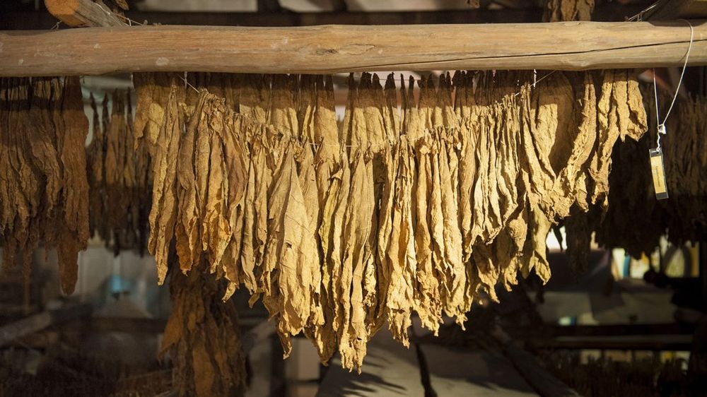 Innenansicht. Blick auf den Dachboden, wo die Trockung von Tabak gezeigt wird. An einer Leine hängen die Tabakblätter zum Trocknen.